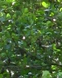 Trachycarpus fortunei x wagnerianus